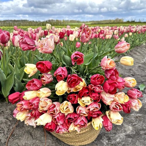 Fam. Flower Farm Bloembol - Kanok Fam. Flower Farm Bloembol - Kanok