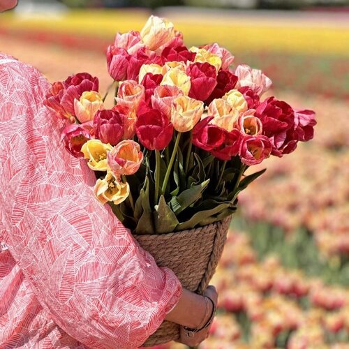 Fam. Flower Farm Fam. Flower Farm - Bloembol - Kanok