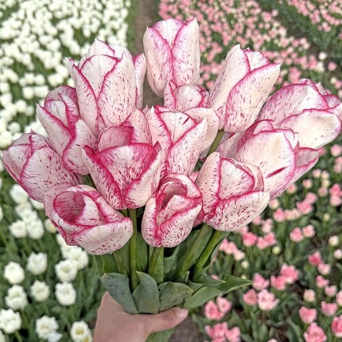 Fam. Flower Farm Bloembol - Pink Frost Fam. Flower Farm Bloembol - Pink Frost
