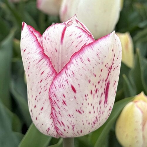 Fam. Flower Farm Fam. Flower Farm - Bloembol - Pink Frost