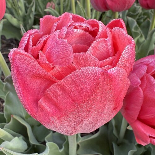 Fam. Flower Farm Bloembol - Adore Fam. Flower Farm Bloembol - Adore