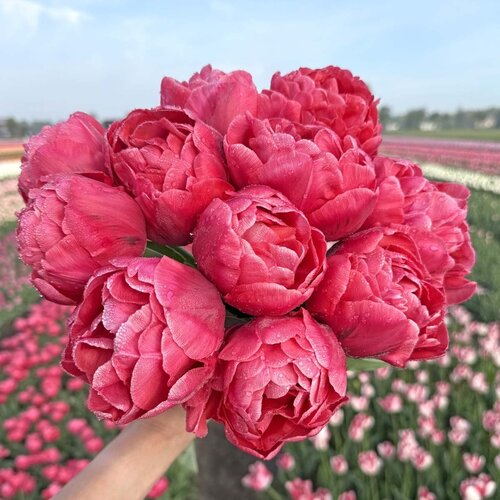 Fam. Flower Farm Fam. Flower Farm - Bloembol - Adore