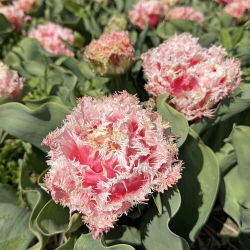 Fam. Flower Farm Bloembol - Byron Bay Fam. Flower Farm Bloembol - Byron Bay
