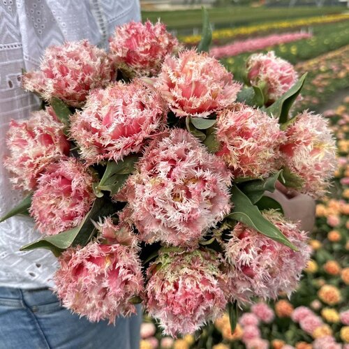 Fam. Flower Farm Fam. Flower Farm - Bloembol - Byron Bay