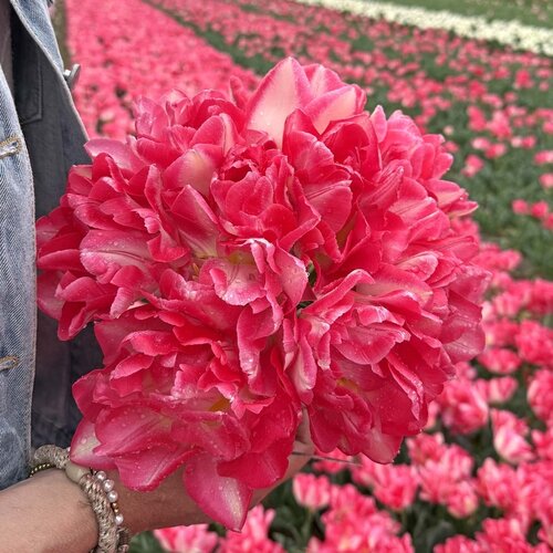 Fam. Flower Farm Fam. Flower Farm - Bloembol - Pink Delight