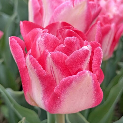 Fam. Flower Farm Bloembol - Pink Delight Fam. Flower Farm Bloembol - Pink Delight