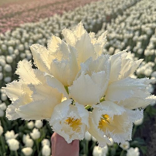 Fam. Flower Farm Fam. Flower Farm - Bloembol - Cricko