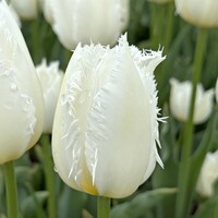 Tulp - Cricko