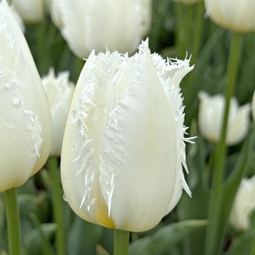 Fam. Flower Farm Bloembol - Cricko Fam. Flower Farm Bloembol - Cricko