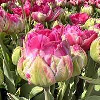 Tulp - Wicked in Pink