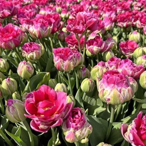 Fam. Flower Farm Fam. Flower Farm - Bloembol - Wicked in Pink