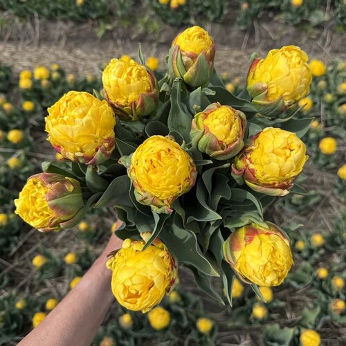 Fam. Flower Farm Fam. Flower Farm - Bloembol - Ice Cream Banana