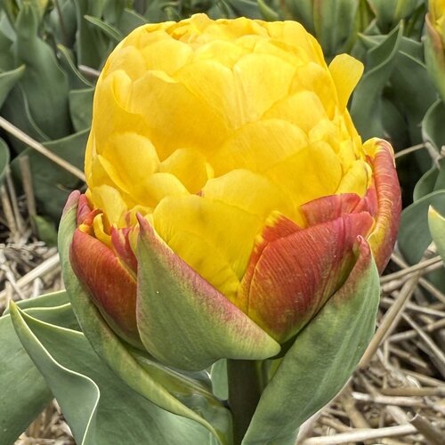 Fam. Flower Farm Bloembol - Ice Cream Banana Fam. Flower Farm Bloembol - Ice Cream Banana