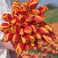 Tulp - Denmark