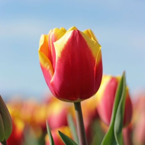 Fam. Flower Farm Fam. Flower Farm - Bloembol - Denmark