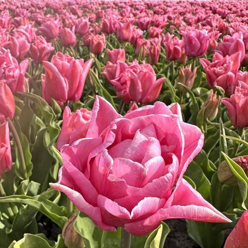 Fam. Flower Farm Bloembol - Touchstone Fam. Flower Farm Bloembol - Touchstone