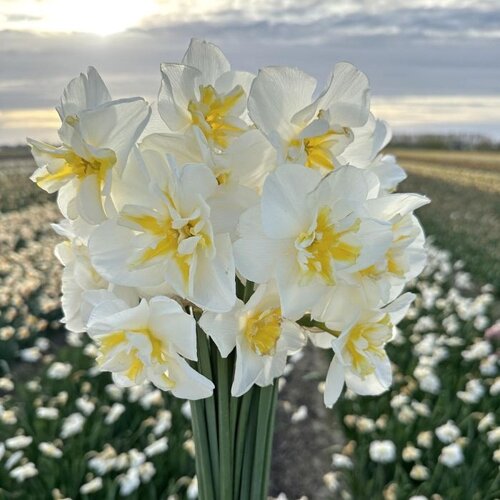 Fam. Flower Farm Fam. Flower Farm - Bloembol - Lemon Beauty