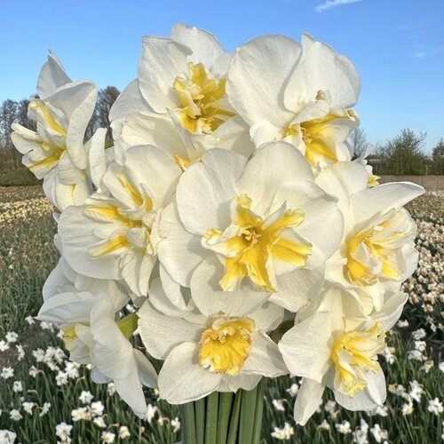 Fam. Flower Farm Bloembol - Lemon Beauty Fam. Flower Farm Bloembol - Lemon Beauty