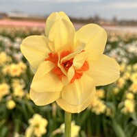 Narcis - Double Fashion