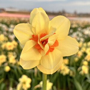 Fam. Flower Farm Narcis - Double Fashion
