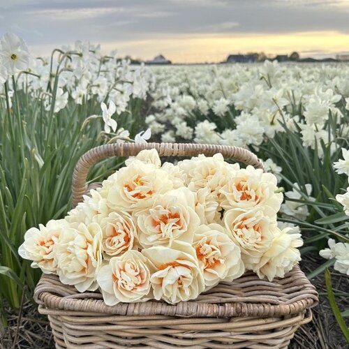 Fam. Flower Farm Fam. Flower Farm - Bloembol - Gay Kybo