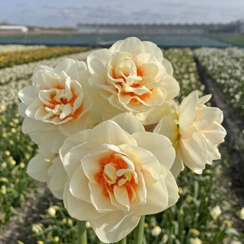 Fam. Flower Farm Bloembol - Gay Kybo Fam. Flower Farm Bloembol - Gay Kybo