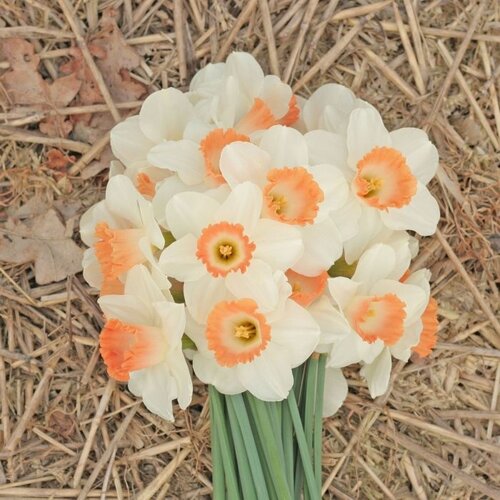 Fam. Flower Farm Fam. Flower Farm - Bloembol - Mix Favorite