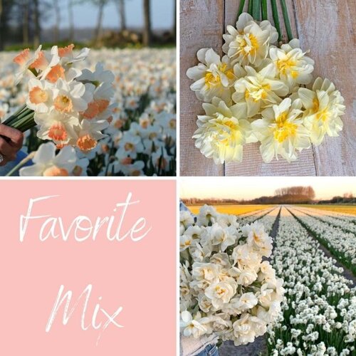 Fam. Flower Farm Bloembol - Mix Favorite Fam. Flower Farm Bloembol - Mix Favorite