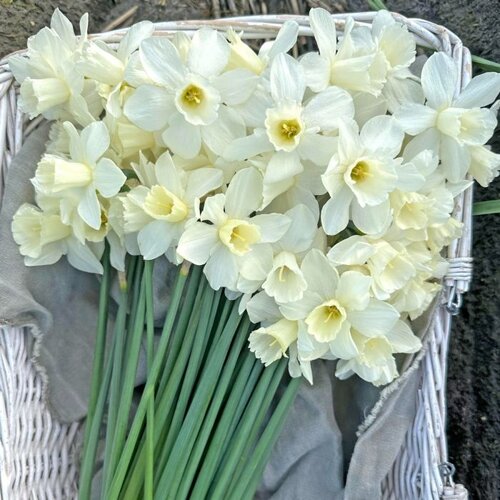 Fam. Flower Farm Fam. Flower Farm - Bloembol - Mix Creamy