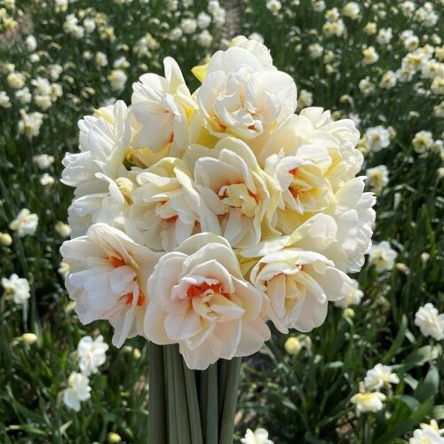 Fam. Flower Farm Fam. Flower Farm - Bloembol - Mix Creamy