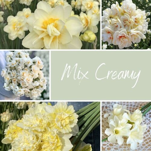 Fam. Flower Farm Bloembol - Mix Creamy Fam. Flower Farm Bloembol - Mix Creamy