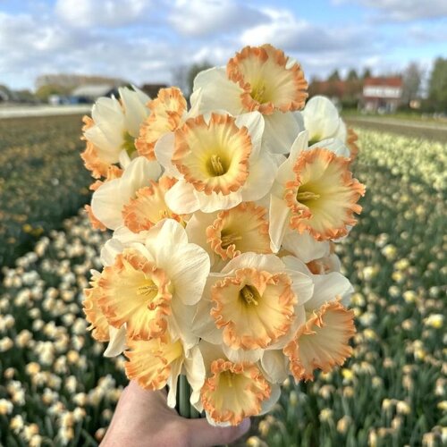 Fam. Flower Farm Fam. Flower Farm - Bloembol - Mix Orange Blush