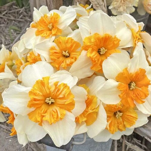 Fam. Flower Farm Fam. Flower Farm - Bloembol - Mix Orange Blush