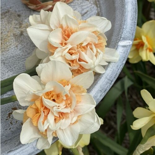 Fam. Flower Farm Fam. Flower Farm - Bloembol - Mix Orange Blush