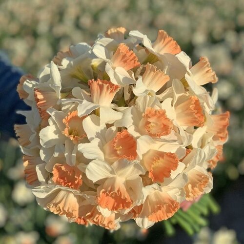 Fam. Flower Farm Fam. Flower Farm - Bloembol - Mix Orange Blush