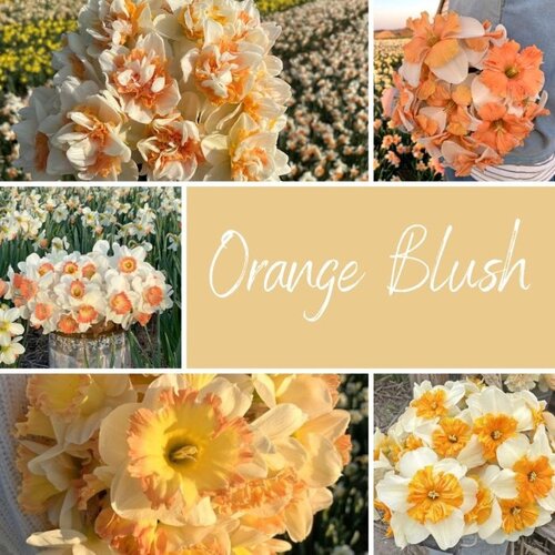 Fam. Flower Farm Bloembol - Mix Orange Blush Fam. Flower Farm Bloembol - Mix Orange Blush