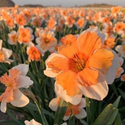 Fam. Flower Farm Fam. Flower Farm - Bloembol - Mix Narcissus Fun