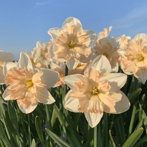Fam. Flower Farm Fam. Flower Farm - Bloembol - Mix Narcissus Fun
