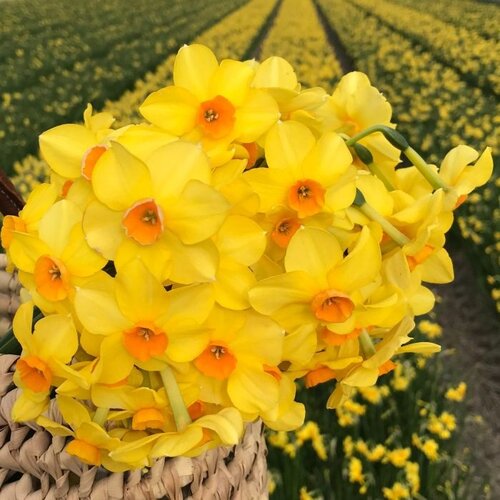 Fam. Flower Farm Fam. Flower Farm - Bloembol - Mix Narcissus Fun