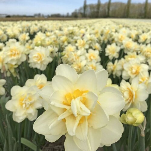 Fam. Flower Farm Fam. Flower Farm - Bloembol - Mix Narcissus Fun