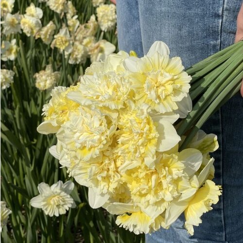 Fam. Flower Farm Fam. Flower Farm - Bloembol - Mix Narcissus Fun