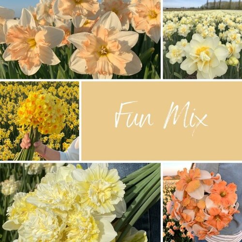 Fam. Flower Farm Bloembol - Mix Narcissus Fun Fam. Flower Farm Bloembol - Mix Narcissus Fun