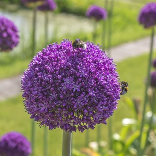 Fam. Flower Farm Bloembol - Allium Ambassador Fam. Flower Farm Bloembol - Allium Ambassador