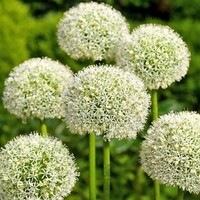 Allium - White Giant