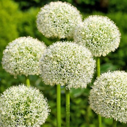 Fam. Flower Farm Bloembol - Allium White Giant Fam. Flower Farm Bloembol - Allium White Giant