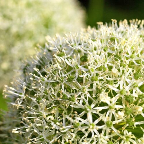 Fam. Flower Farm Fam. Flower Farm - Bloembol - Allium White Giant