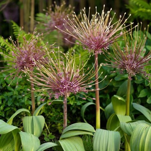 Fam. Flower Farm Fam. Flower Farm - Bloembol - Allium Schubertii