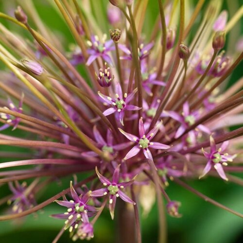 Fam. Flower Farm Bloembol - Allium Schubertii Fam. Flower Farm Bloembol - Allium Schubertii