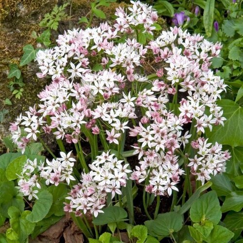 Fam. Flower Farm Fam. Flower Farm - Bloembol - Allium Cameleon