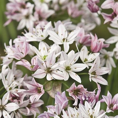 Fam. Flower Farm Bloembol - Allium Cameleon Fam. Flower Farm Bloembol - Allium Cameleon